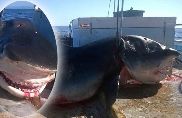 shark-main