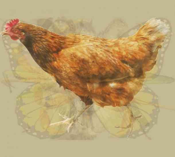 rooster